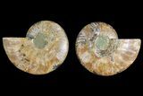 Agatized Ammonite Fossil - Madagascar #139720-1